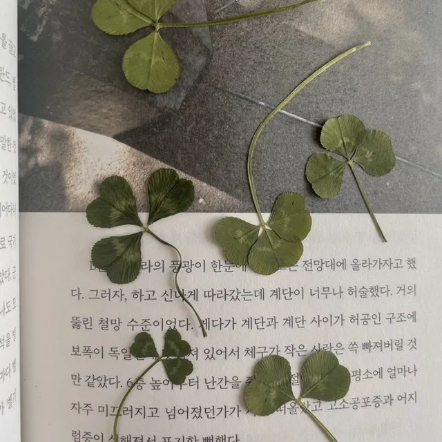 클로버