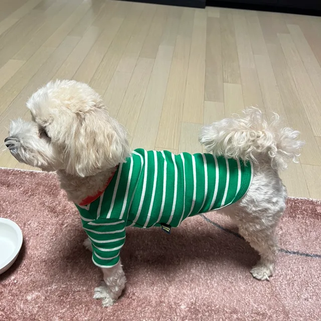 제니