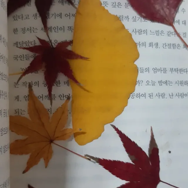 후리지아