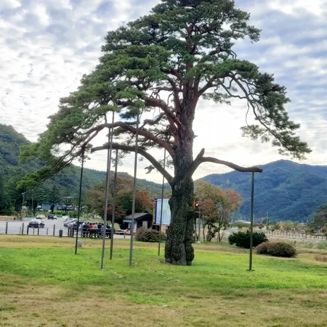 세종의아침