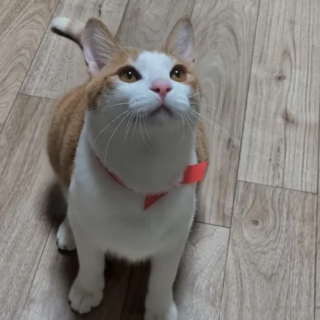 호두