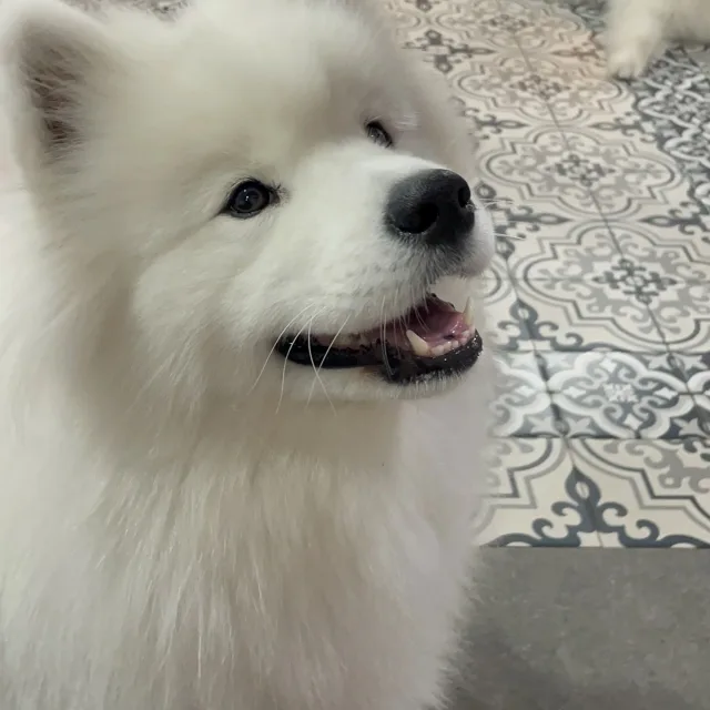 댕댕