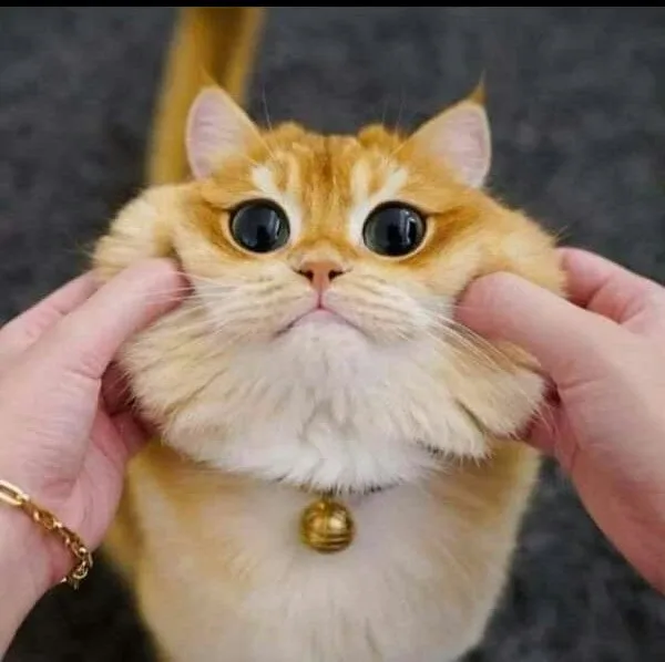 냥이