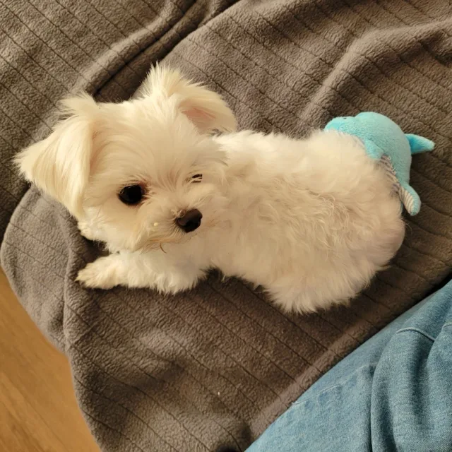 크리스피