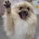 곰이네닭꼬치