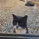 고양이