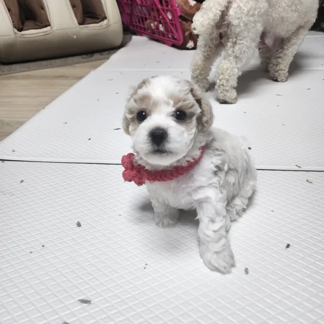 은은아