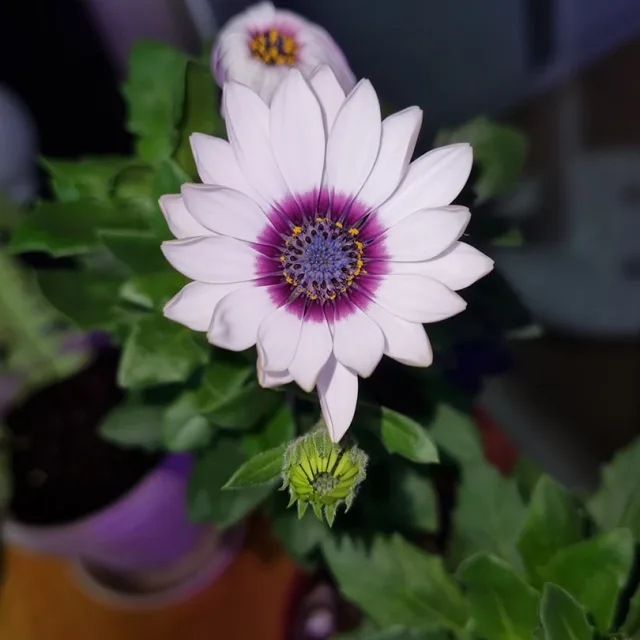 와니