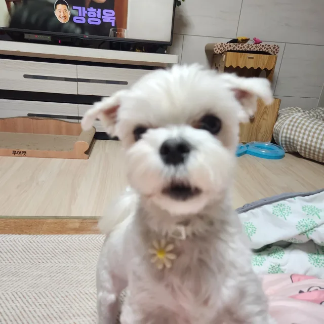 벼리자두맘