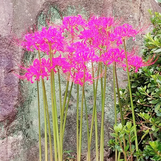 까꿍