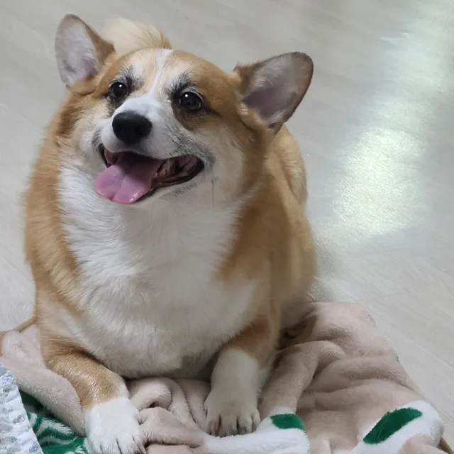 만두박사