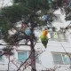 모란이