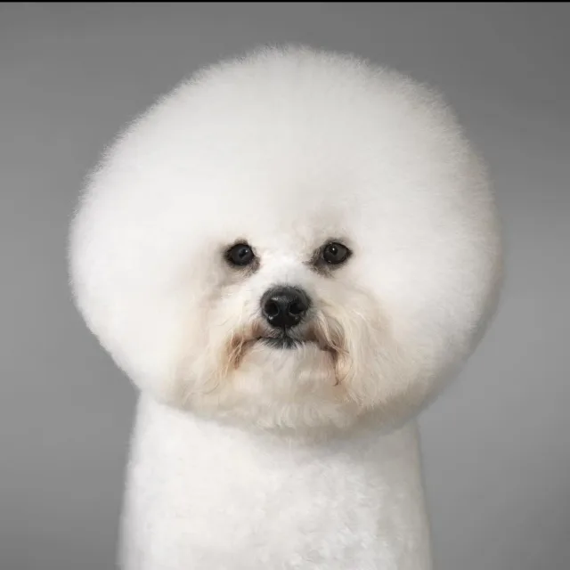 요꾸르뜨
