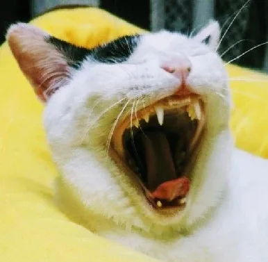누리아빠