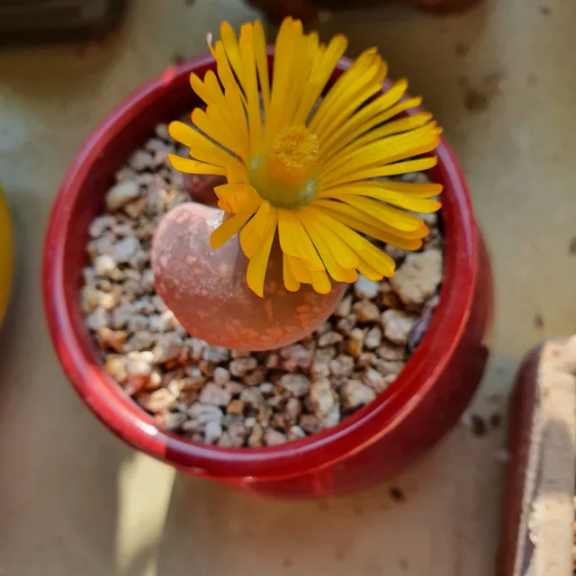 콩순이맘