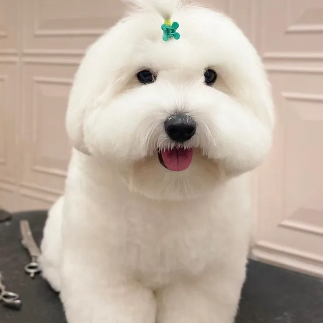 밤똥