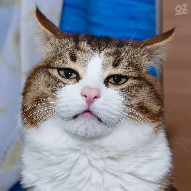 카우보이
