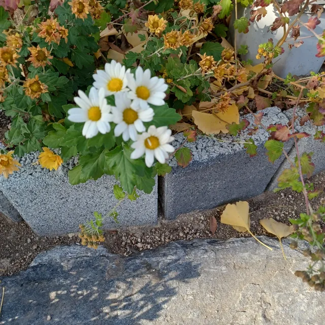 소화