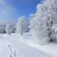 dinga