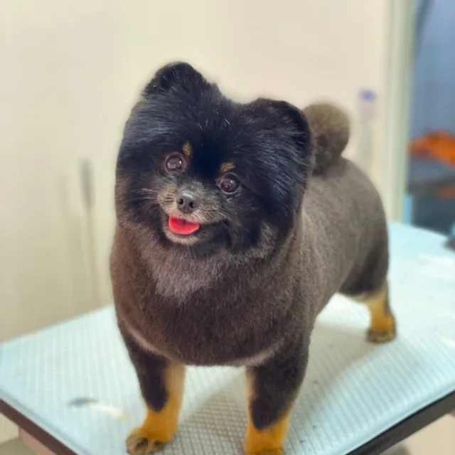 칸쵸파파