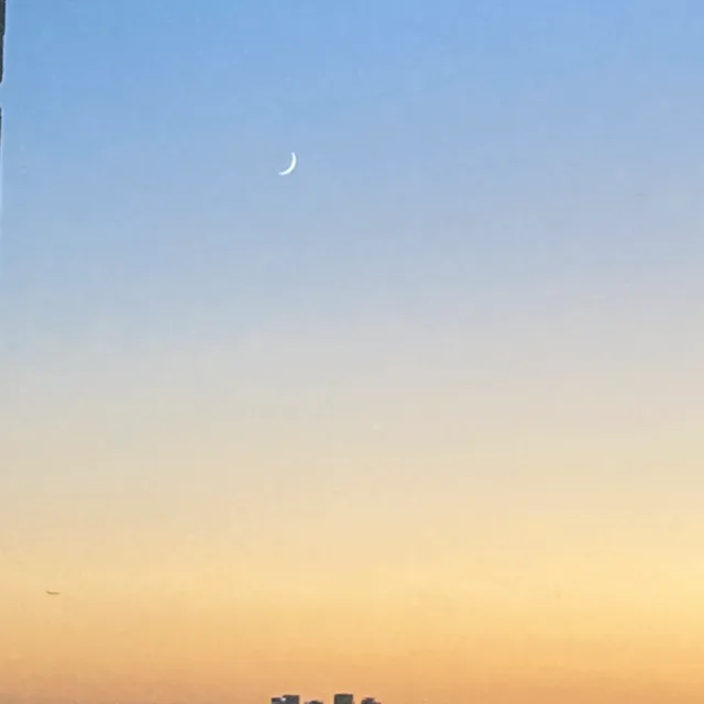 고양이언니