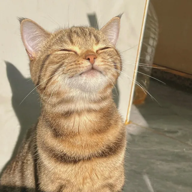 사죠냥