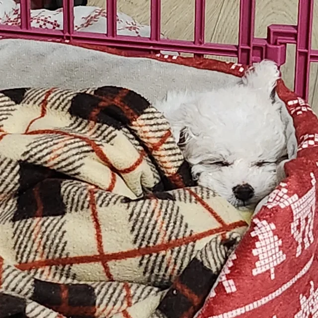 겨울이
