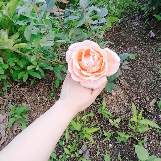 뇽아뇽아