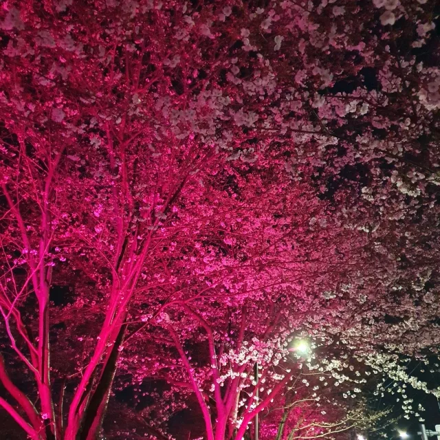 몽맘