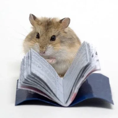 햄스터의보송함