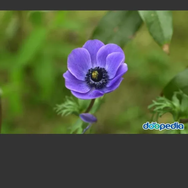 아네모네
