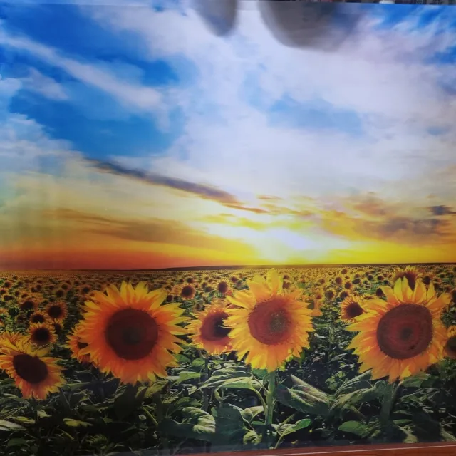 해니