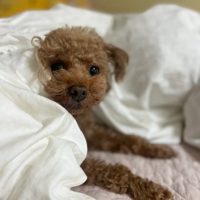햇너