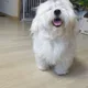달콤