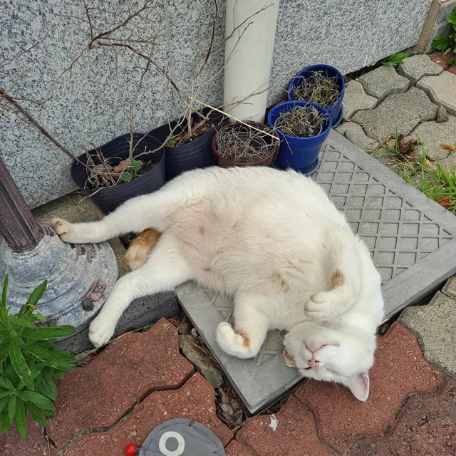 구좌당근
