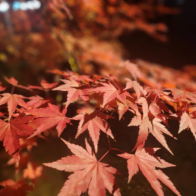 당근조아