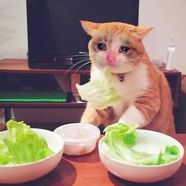 냐옹이