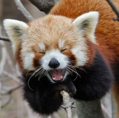 마데카솔