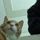 도루묵찌개
