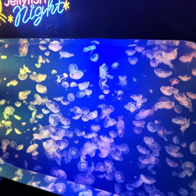 후르츠바스켓