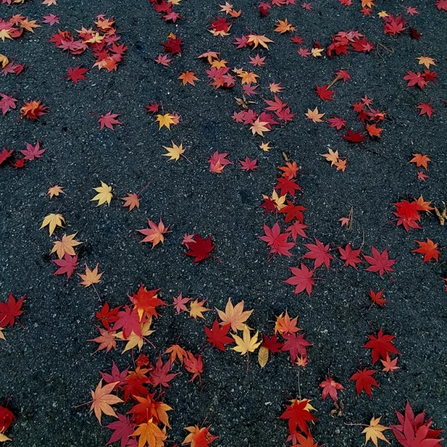 가을장르