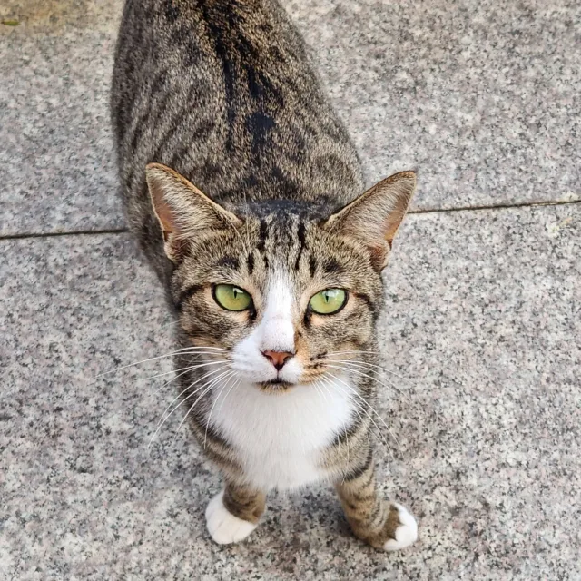 꼬맹이