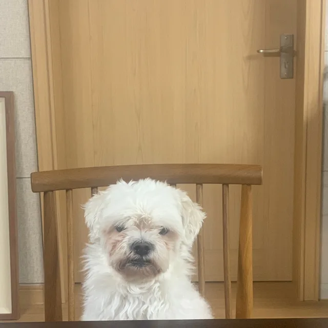 세종시지박령