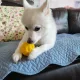 곰자양