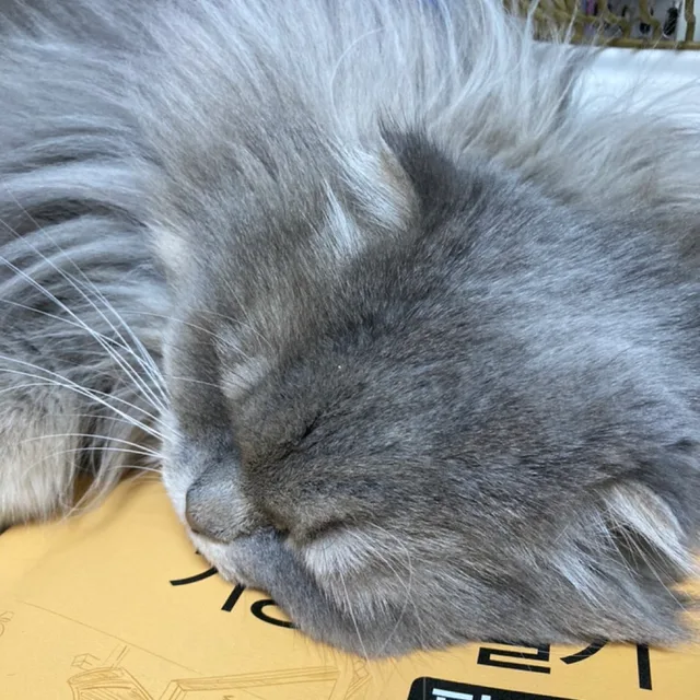 시라소니