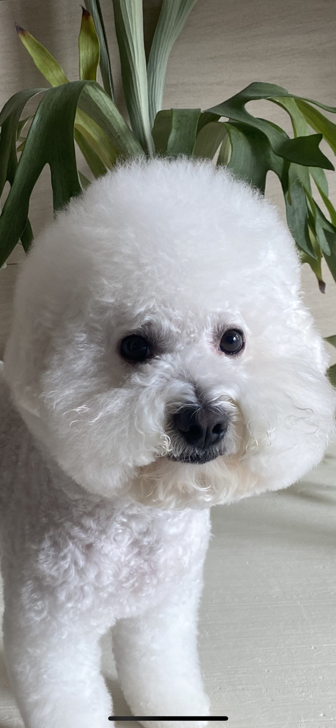 미카