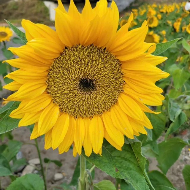 한조김