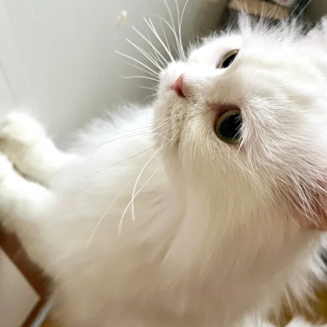 kitty