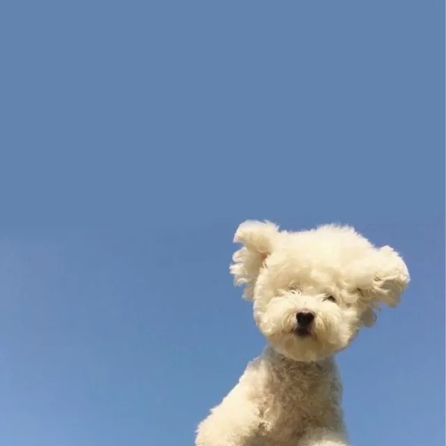 초코
