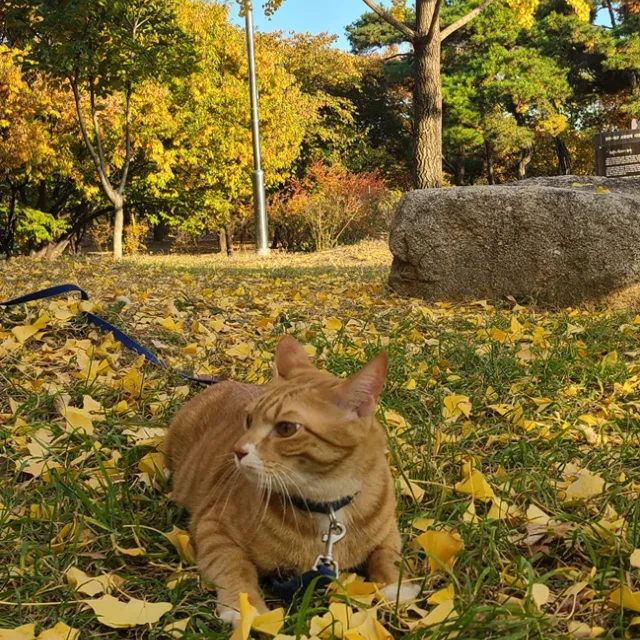 망구